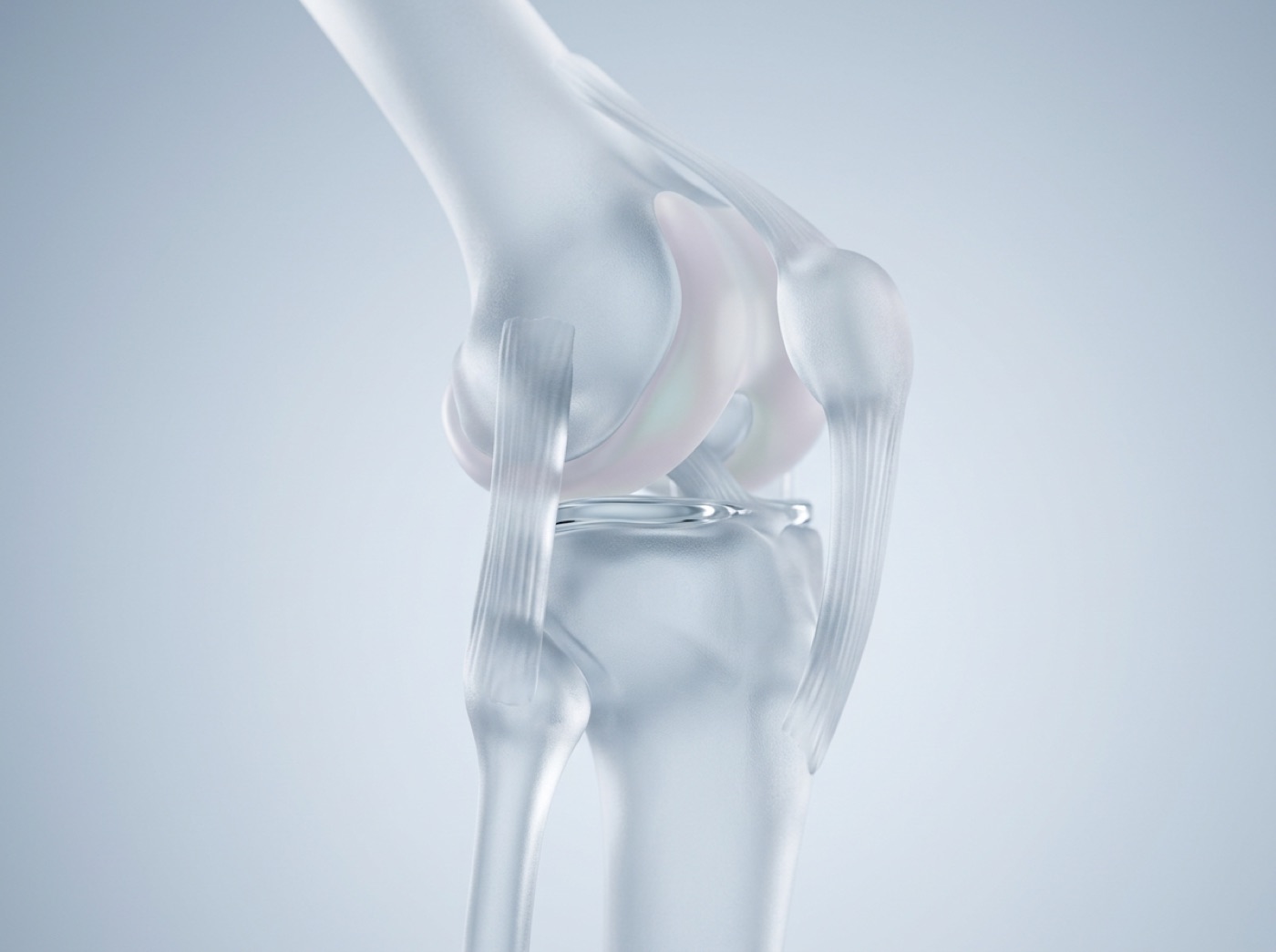 A glass knee joint: smooth cartilage on the bone ends, a thin layer of fluid between them and ligaments around them