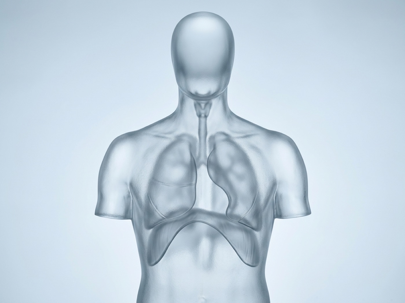 A glass torso with the lungs inside and a dome-shaped muscle beneath them
