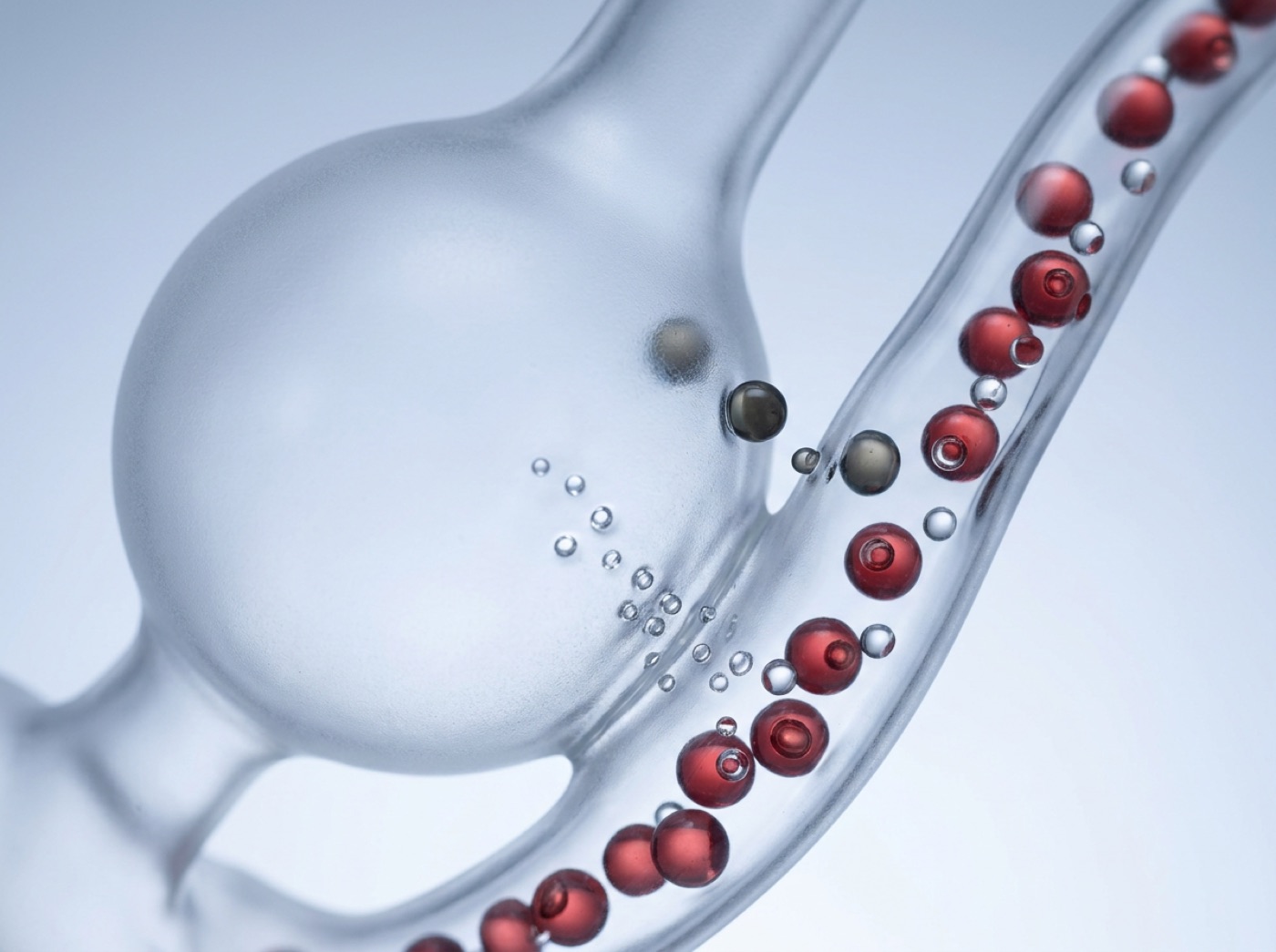 The thin wall of an air sac beside a capillary, with oxygen passing into red blood cells