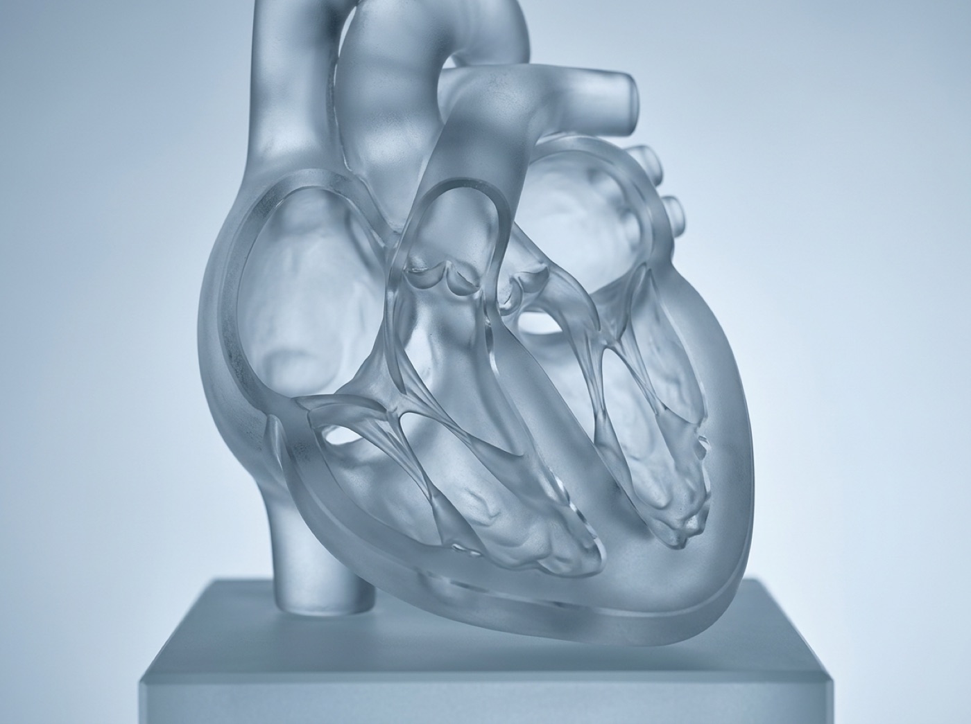 A glass heart cut open to show four chambers, with thin valves between them
