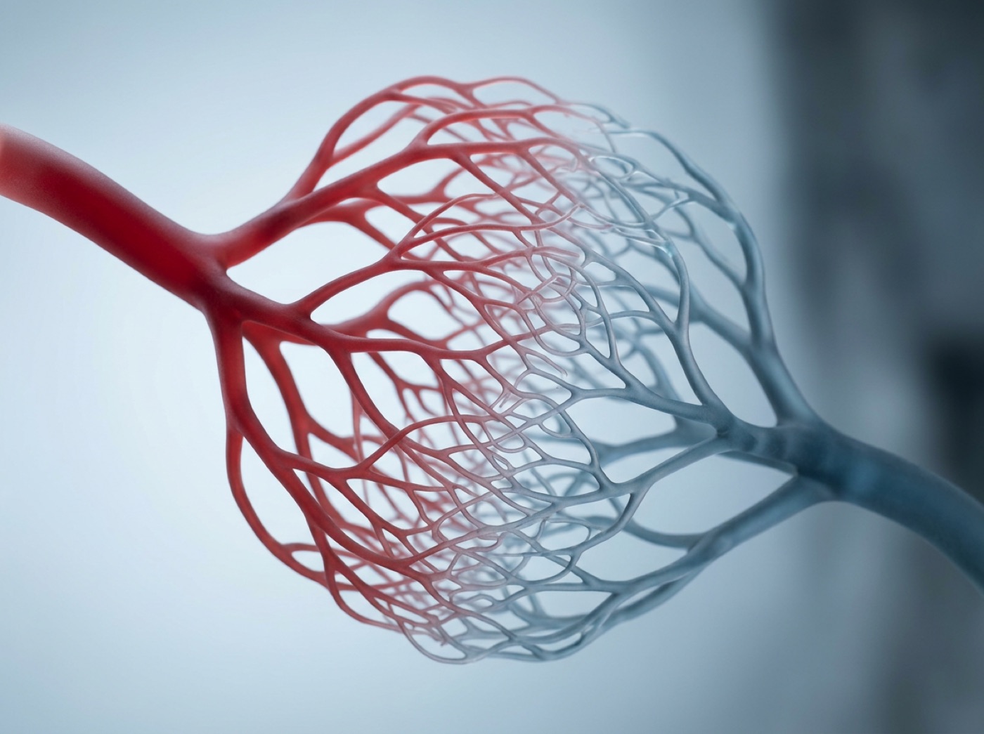 A red artery branching into a fine net of capillaries that join again into a bluish vein