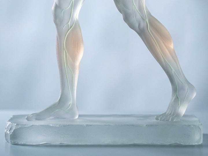 Legs mid-stride with the calf muscles highlighted and lymph vessels running beside them